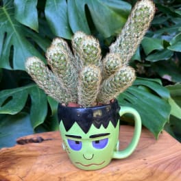 Cactus plant in a Frankenstein face mug on a wooden surface