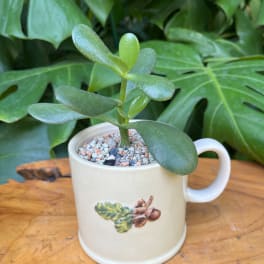 Small succulent in a cream mug planter on a wooden surface