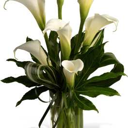 White calla lilies arranged in a clear glass vase