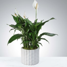 Peace lily plant with white blooms in a white ceramic pot