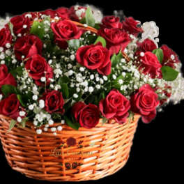 Basket of red roses with baby's breath