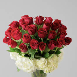 Red roses arranged above white hydrangeas in a clear glass vase