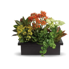 Stylish Plant Assortment