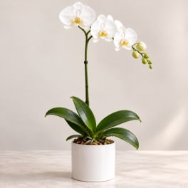 White orchid plant in a white pot on a light surface