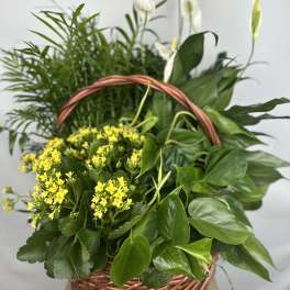Basket arrangement with yellow flowers and white peace lilies