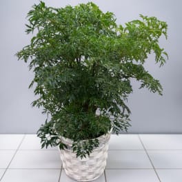 Potted green houseplant in a white woven basket