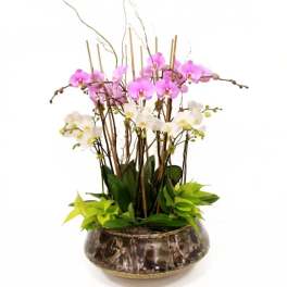 Orchids in gold container