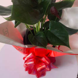 Red anthurium bouquet with glossy green leaves and a red ribbon bow