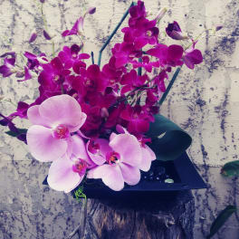 Orchid Embrace