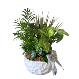 Potted green houseplant arrangement in a white ceramic bowl with a silver ribbon