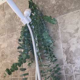 Bundle of eucalyptus hanging from a white shower head against stone tile