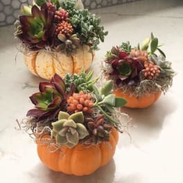 Set of 3 or Pumpkin trio