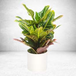 Croton Plant