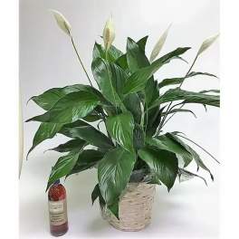 Potted peace lily plant with white blooms in a woven basket