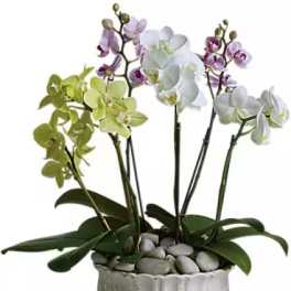 Potted orchids in white, green, and lavender blooms in a white ceramic planter
