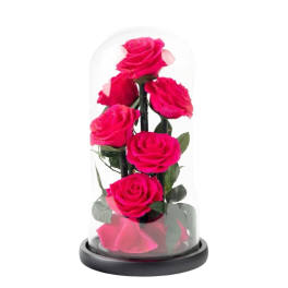 Five pink roses under a clear glass dome on a black base