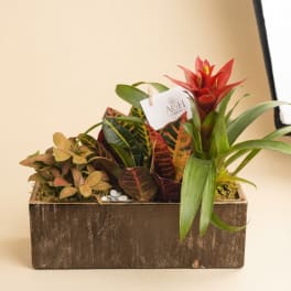 Tropical plant arrangement in a rustic wooden box with a red bromeliad