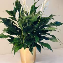 White peace lilies in a gold pot with dense dark green foliage