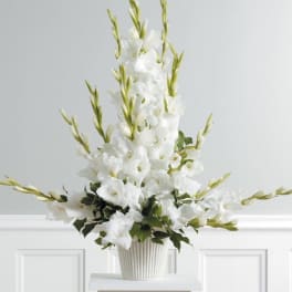 Gladiolus Essence