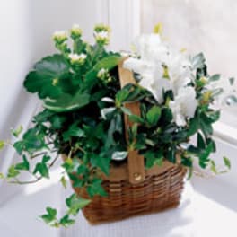 Other Sympathy And Funeral Flowers Delivery Culver City Culver City Flower Shop