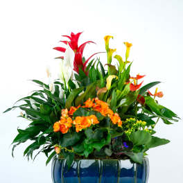 Plants Delivery Valparaiso | Schultz Floral