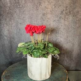 Cyclamen plant 4 inch