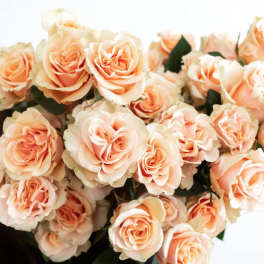 Dozen Peach Roses Wrapped