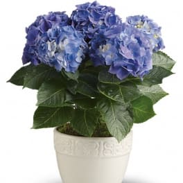 Lush Hydrangea Plant in Ceramic Pot