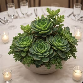 Chic Succulent Garden
