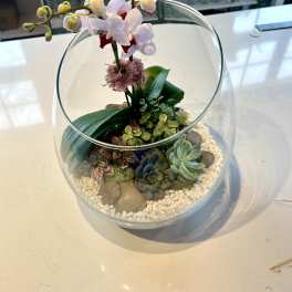 Sweet Orchid Terrarium