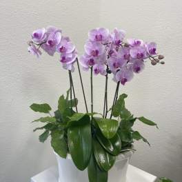 Blooming Orchids
