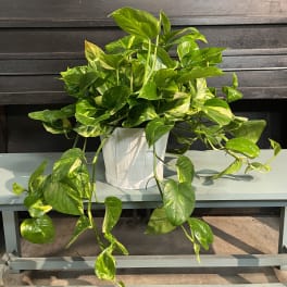 Pothos Plant