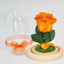 Pretty Bloom Preserved Orange Rose (Height: 6.69 ")