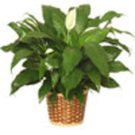 Peace Lily