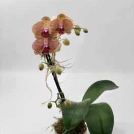 Phalaenopsis Orchid2 (BB)