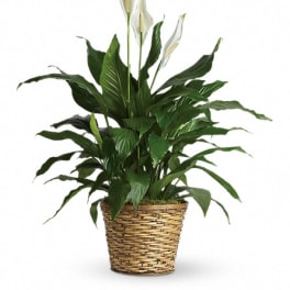 Simply Elegant Spathiphyllum - Large