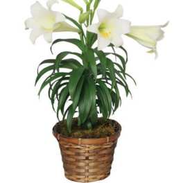 Potted white lily plant with multiple blooms and buds in a woven brown basket.