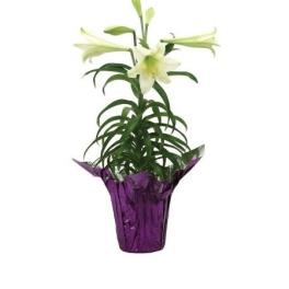 Potted white lily plant with trumpet blooms in purple foil wrap