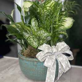Ceramic Container Dish Gardens
