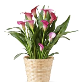 A Calla Lily Plant