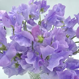 The Sweet Pea Mini Bunch