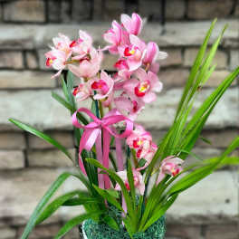 Cymbidium Orchid Potted Plant