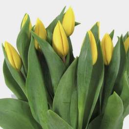 Yellow Tulips
