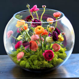 ranunculus bubble