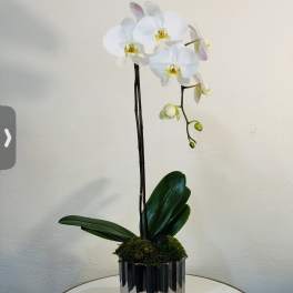 Luxury White Orchid in Modern Silver Vase