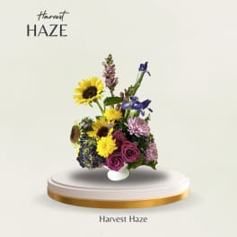 Harvest Haze