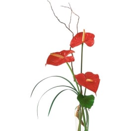 Three red anthuriums in a clear glass vase
