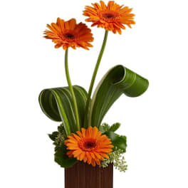 Orange gerbera daisies in a wooden vase with curled green leaves