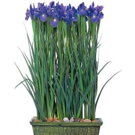Purple iris flowers in a rectangular woven planter