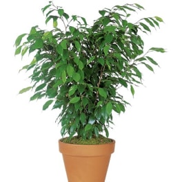 Potted leafy green plant in a terracotta pot